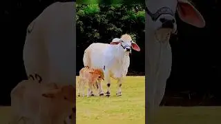 Brahman baby brahman breed @shamajikseba