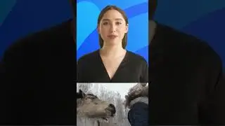 Horse breed Facts Number 53 #horsevideos #horseofinstagram #horseriding #horseworld | Real45 Horses