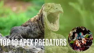 Top 10 Uncommon Apex Predators Masters of the Wild!