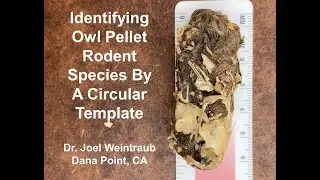 Identifying Owl Pellet Rodent Species By A Circular Template
