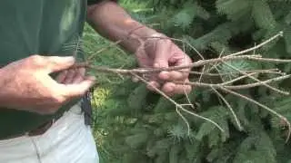 MSU AgBioResearch: Addressing Phomopsis on Blue Spruce