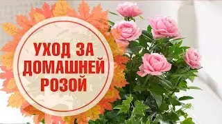 Комнатная роза 🌺 Правила выращивания в домашних условиях