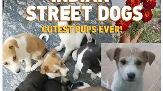 Vlog day 7 aj bnye matar (4 month me 1 k dog keliye )#vlog#dog 