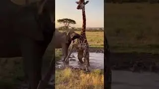 HEARTBREAKING Moment Turned MIRACLE: Elephant Rescues Stuck Giraffe! 🐘🦒