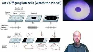 Intro Neuro 073 Vision 3 - Retinal Processing