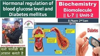 Hormonal regulation of blood glucose level and Diabetes mellitus || L-7 Unit-2 | Biochemistry