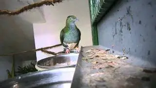 Vočni golub Ptilinopus superbus fruit dove fruchttauben