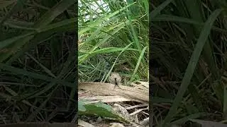Snake says 'hello' 🐍‼️