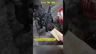 Mother dog goes out to eat alone at night at a sidewalk restaurant #shorts #dog #rescuedog