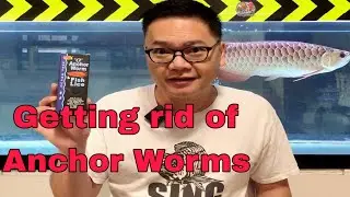 Treating Anchor Worm in Arowana