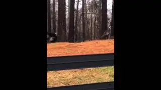 Wild Turkeys Up Close