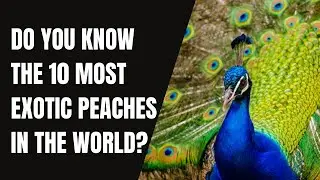 DO YOU KNOW THE 10 MOST EXOTIC PEACHES IN THE WORLD