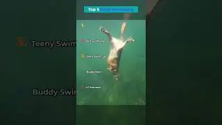 Top 5 Dogs Swimming