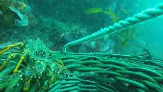 GOPRO FOOTAGE ON A CRAYPOT. GOOD COLOURS ON THIS UNDERWATER FOOTAGE.
