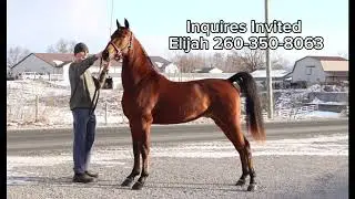 FIRE IN THE NIGHT: Morgan Gelding For Sale