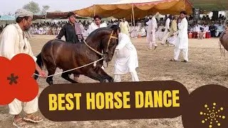 best horse dance punjab | horse dance in punjab | ghoda naach in pakistan