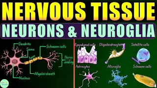 Nervous Tissue: Neurons & Neuroglia (Astrocytes, Oligodendrocytes, Microglia, Ependymal Cells)