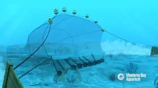 Как добывают морепродукты: донное траление.