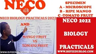 Neco biology practical 2022 | Specimen A, B, AND C | Mango fruit vs Tomato fruit | Microscope