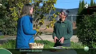 Las zanahorias de colores de Mas de las Matas