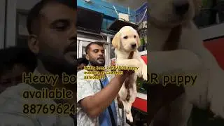guwahati dog market||wholesale dog market guwahati| labrador puppy at Guwahati #puppy#guwahati#assam