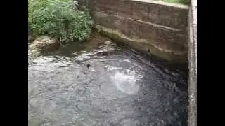 Milk River, Jamaica