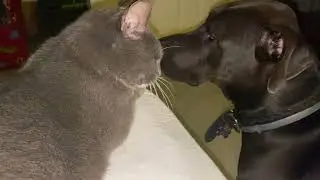 Senior Cat and puppy