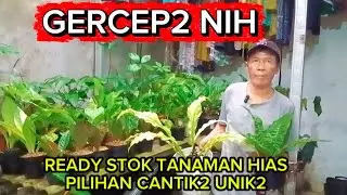 GERCEP2 NIH‼️READY STOK TANAMAN HIAS PILIHAN CANTIK2 UNIK2