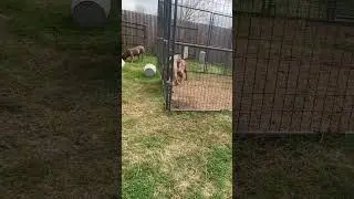 Отец и сын делят друзей??? #nbf #nbfkennel #texas #pitbull #dogs