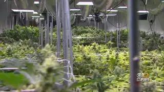State Lawmaker Pushes Bill To Legalize Cannabis In Maryland