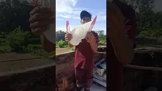 pigeon shoik 🕊️👌😘#pigeon #video #kabutar #video #bird #shortvideo #viralvideo #shortsfeed 👍