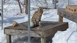 Sanctuary Stroll: Bobcats, Bruno & More || The Wildcat Sanctuary