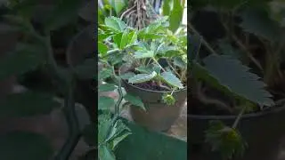 My mini strawberry garden 🍓🍓🍓