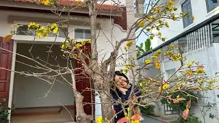 VƯỜN BONSAI NHỮNG NGÀY CUỐI NĂM - XUÂN VỀ TRÊN BẢN N2T