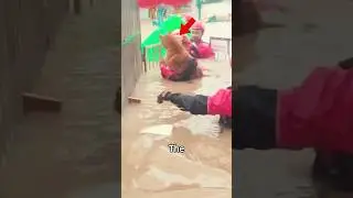 People save dogs from floods!❤️#shorts #animals #pets