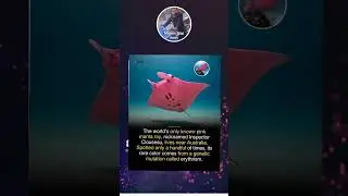 Meet Inspector Clouseau, the world&rsquo;s only known pink manta ray. This striking creature, named
