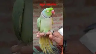 🦜🦜Indian Talking Parrot🥱🤪😃#varal #video #short #youtubeshorts #बेस्ट #कॉमेडी