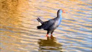 Handybirds Algarve 2011.wmv