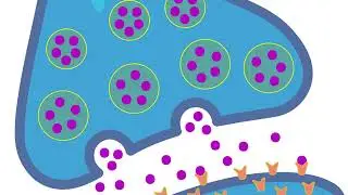 How Zap and Freeze Shows the Brain in Action &mdash; A Breakthrough in Neuroscience