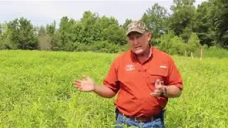 A Lesson on Smartweed