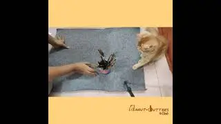 Funny Cats | Butter Helping me doing painting set-up