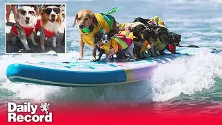 Surfing dogs make a splash at 20th annual San Diego Surf A Thon