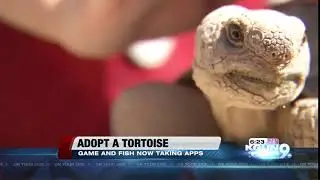 AZGFD now taking applications for desert tortoise adptions