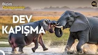 Fil B&uuml;y&uuml;k Bir Hata Yaptı... ve Su Aygırı Delirdi! | Doğa Kanunları 6 B&ouml;l&uuml;m |T&uuml;rk&ccedil;e Dublaj HD İzle