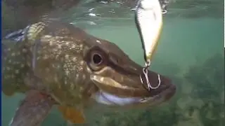 Pike and Perch Fishing - Water Wolf Camera -