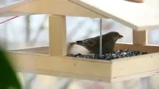 Eurasian Siskin 2013 Apr Moscow HD