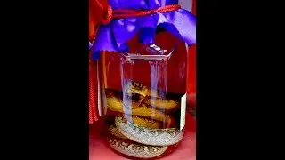 Okinawan Spirits - Awamori 泡盛 and Habushu (Snake Wine) ハブ酒