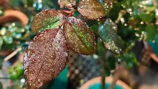 live North Indian Pot Culture PK Garden is live