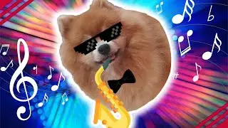 Saxo Doggo Honkin 🎷(Immaculate Taste)