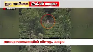 വയനാട് മാനന്തവാടി പിലാക്കാവ് മണിയന്‍കുന്നില്‍ വീണ്ടും കടുവ സാന്നിധ്യം